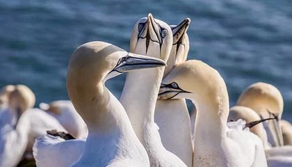 世界杯下载入口-热火连续4年扎进附加赛，莱利的&amp;quot;集体决策&amp;quot;玩砸了